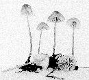 Mycena pectinata image