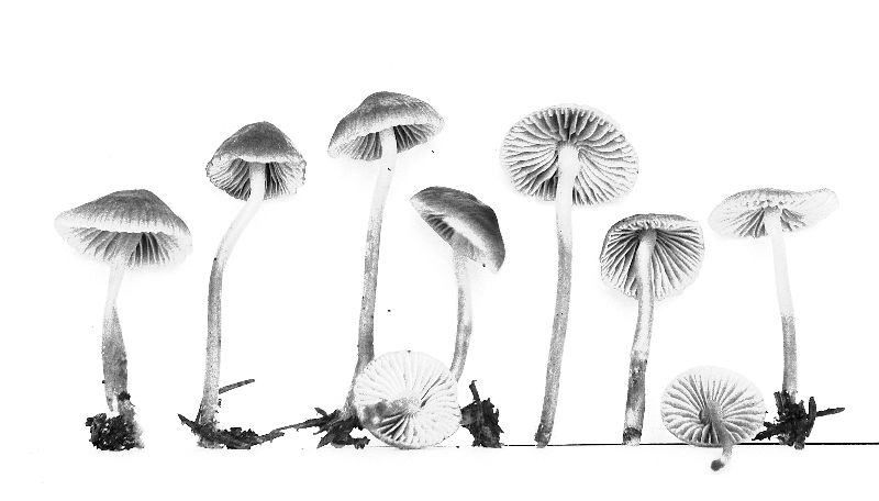 Mycena plicosa image