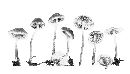 Mycena plicosa image