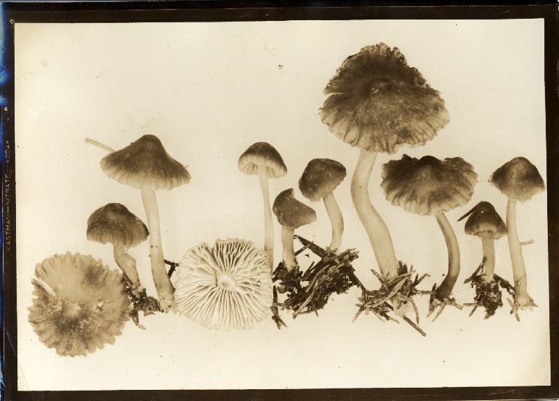 Mycena plicosa image