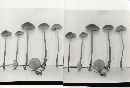 Mycena plumbea image