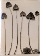 Mycena plumbea image