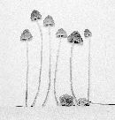 Mycena plumbea image