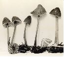 Mycena plumbea image