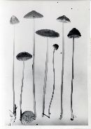 Mycena plumbea image