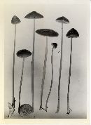 Mycena plumbea image