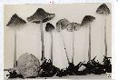 Mycena plumbea image