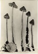 Mycena polygramma image