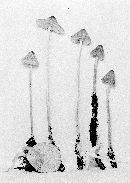 Mycena polygramma image