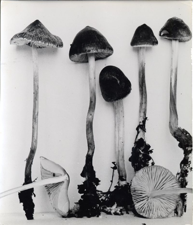 Mycena polygramma image
