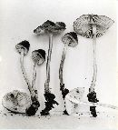 Mycena polygramma image