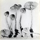 Mycena polygramma image