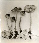 Mycena polygramma image