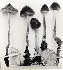 Mycena polygramma image