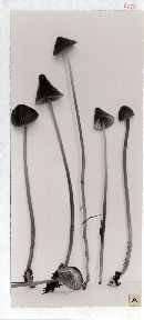 Mycena praelonga image