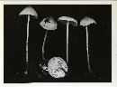 Mycena galericulata image