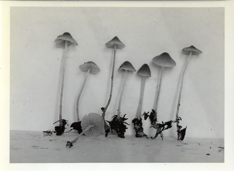 Mycena roseipallens image