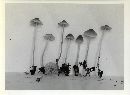 Mycena roseipallens image