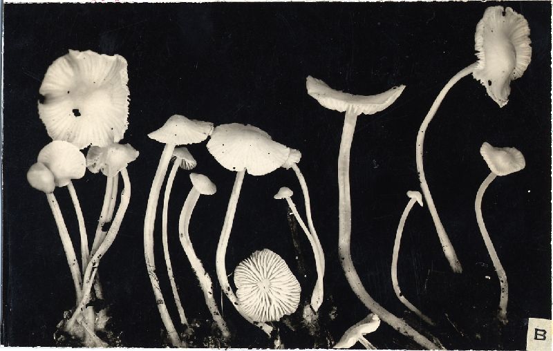 Mycena roseocandida image