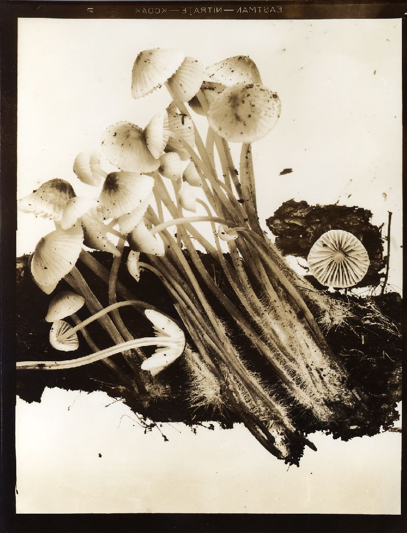 Mycena rubrotincta image