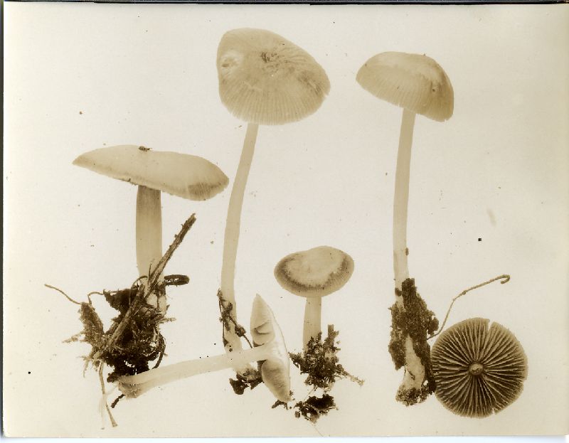 Mycena rubrotincta image