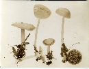 Mycena rubrotincta image