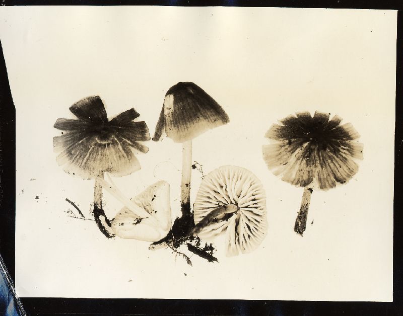 Mycena scabripes image