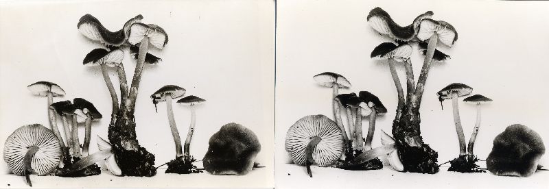 Mycena scabripes image