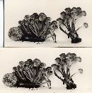 Mycena semivestipes image