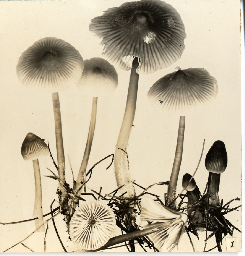 Mycena stannea image