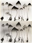 Mycena stannea image