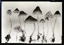 Mycena stannea image