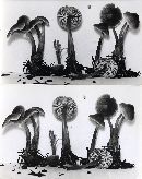 Mycena stannea image