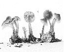 Mycena stannea image