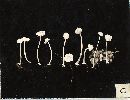 Mycena stylobates image