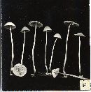 Mycena stylobates image