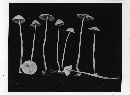 Mycena stylobates image