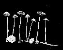 Mycena stylobates image