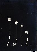 Mycena subcaerulea image