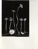 Mycena subcaerulea image