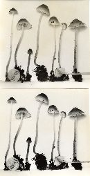 Mycena subcaerulea image