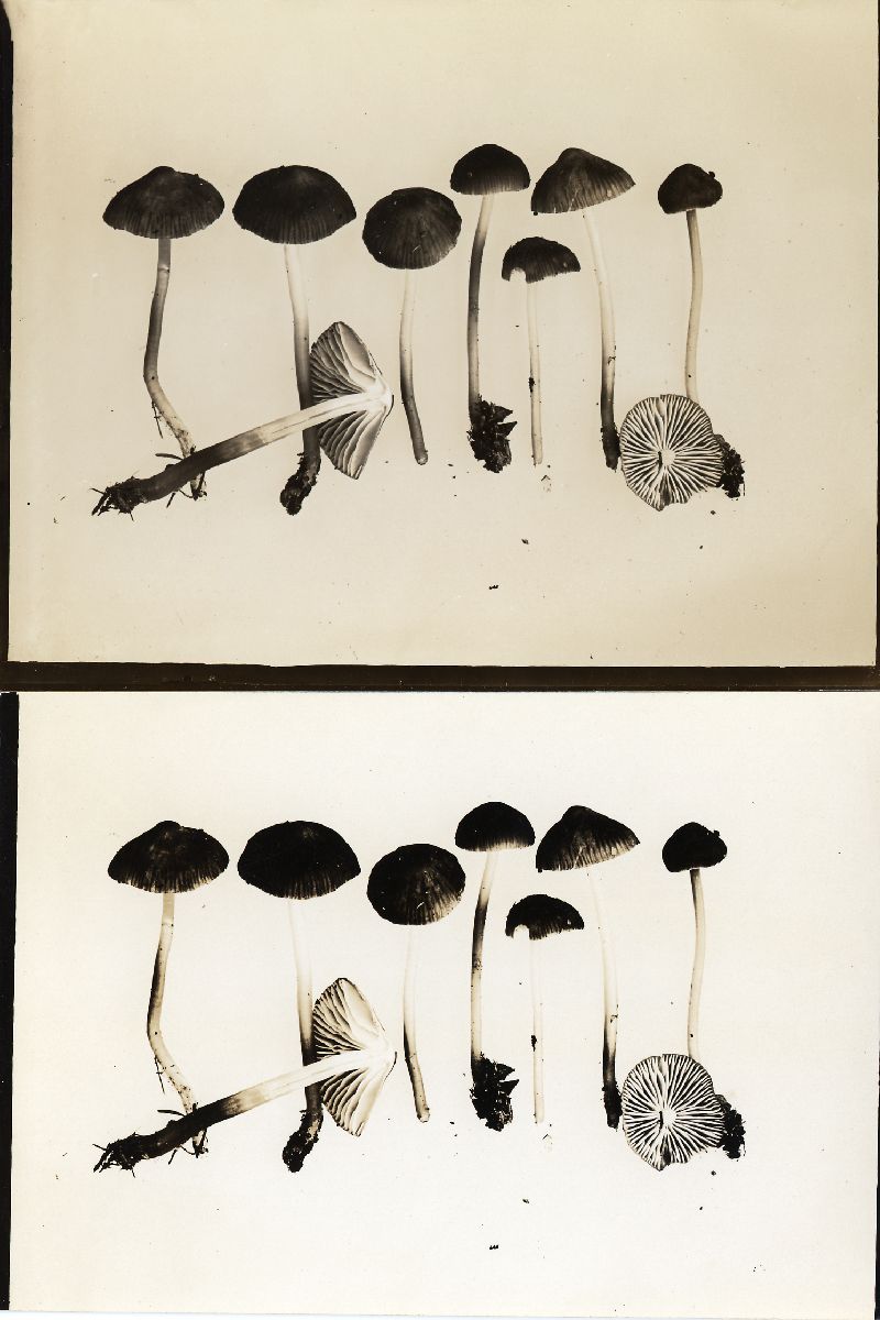 Mycena subplicosa image