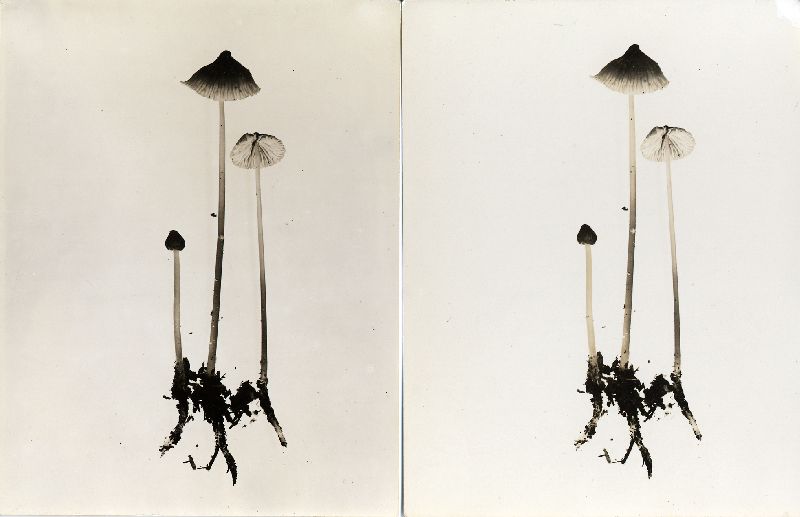 Mycena subfusca image