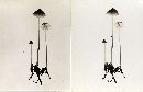 Mycena subfusca image