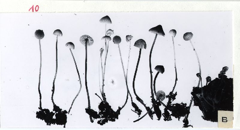 Mycena supina image