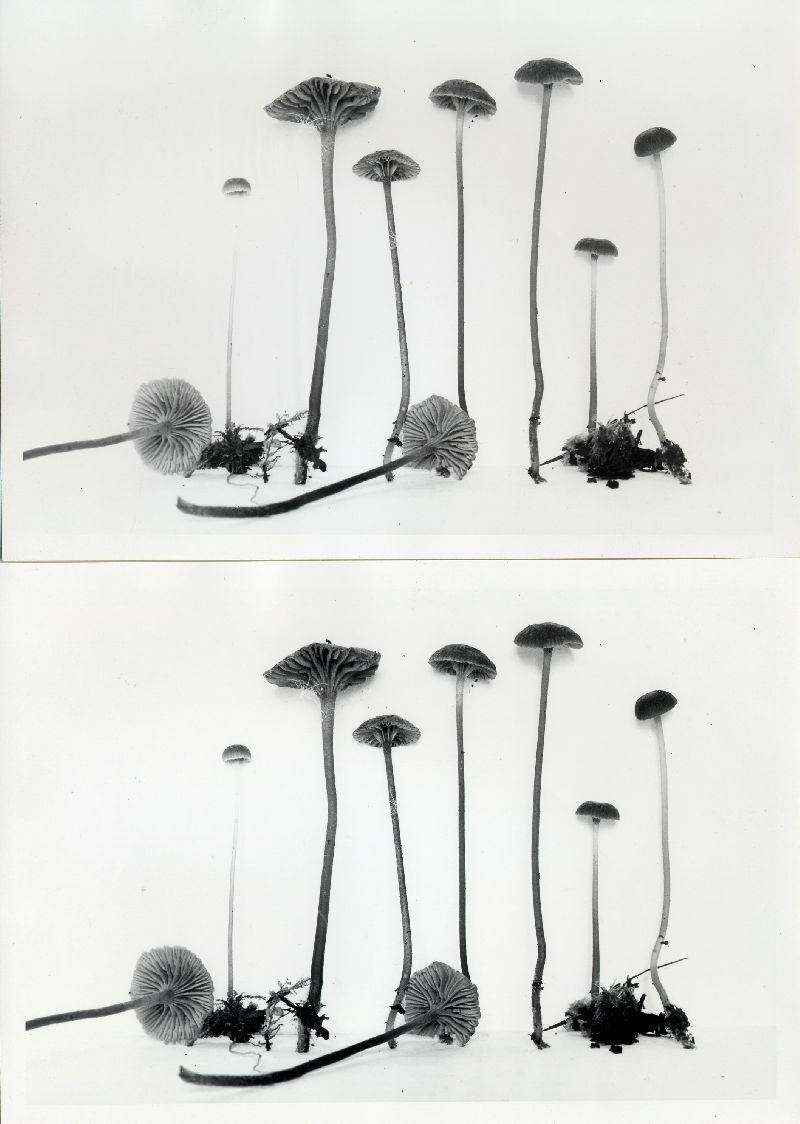 Mycena thujina image