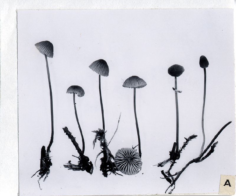 Mycena urania image