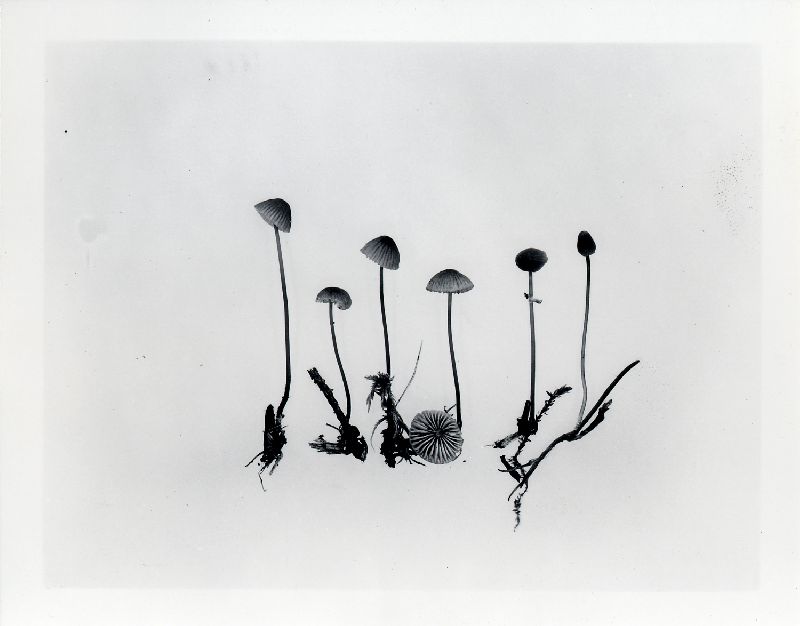 Mycena urania image