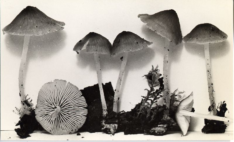 Mycena ulmicola image