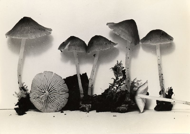 Mycena ulmicola image